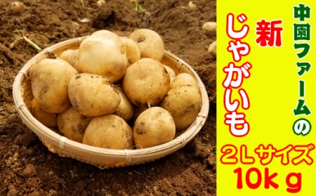 2026年 収穫  種子島 中園ファーム じゃがいも 2Lサイズ 10kg　NFN084【375pt】