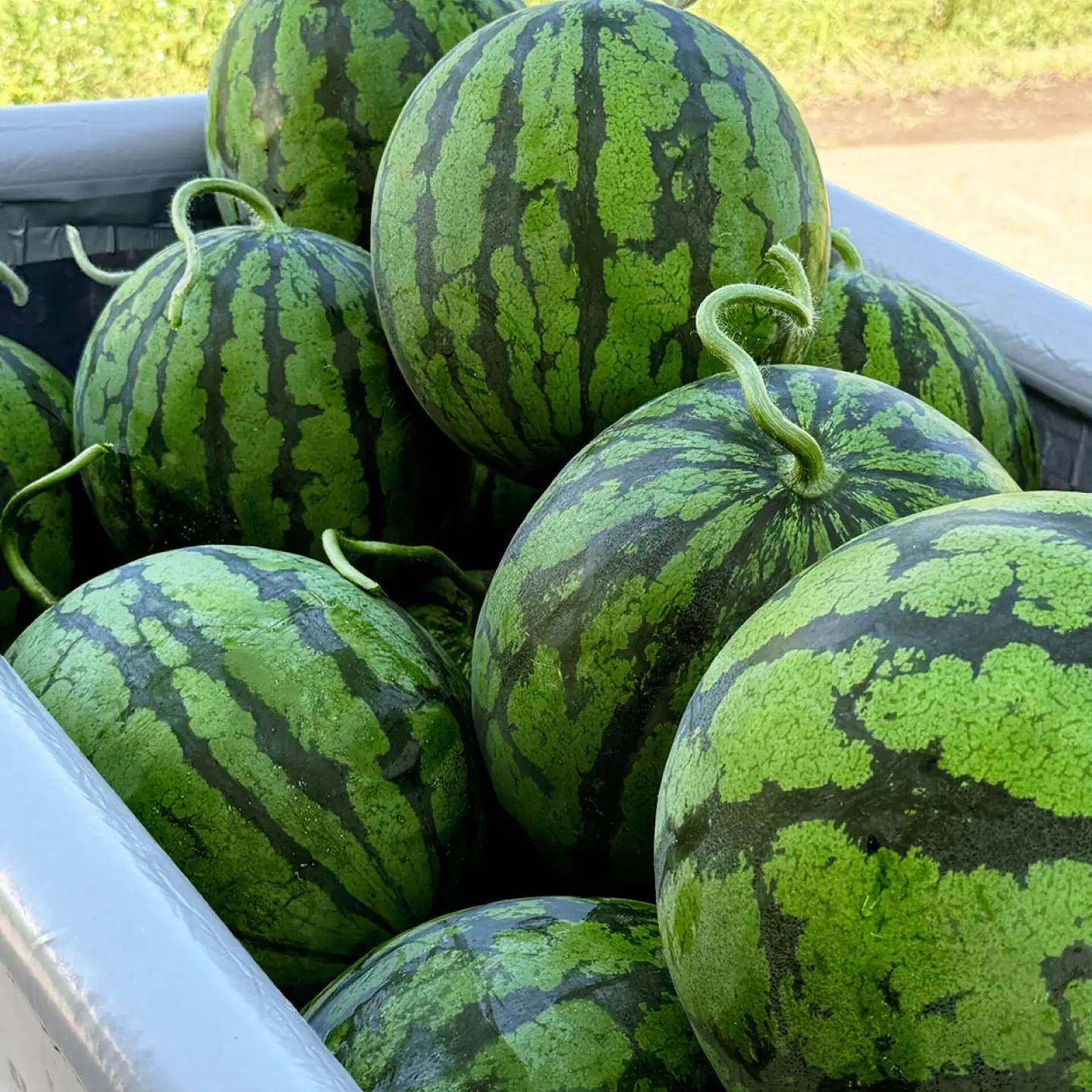 大玉スイカ 7～8kg（2L～3L） すいか 大玉 フルーツ 野菜 果物 山鹿市 【山下農園】[ZGA001]