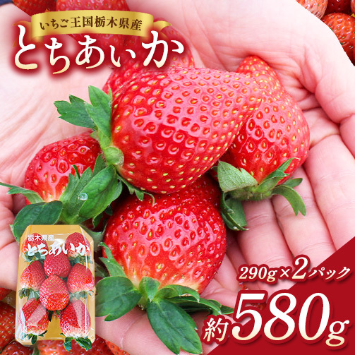 【先行予約】出会いの森いちご園 とちあいか （290g×2パック） | いちご イチゴ 苺 栃木県 果物 くだもの フルーツ とちあいか 新鮮 贈答 ギフト デザート スイーツ ※2026年12月～発送