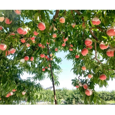 【瑞々しく滴る次世代を担う夢桃香】人気品種指定ギフト4年連続TV出演話題ブランド2025年6月下旬～【配送不可地域：離島・北海道・沖縄県・中国・四国・九州】