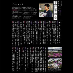 【ふるさと納税】胡蝶蘭ミディタイプ　ピンク3本立 6号鉢 | 胡蝶蘭 開店祝い ピンク 白い 開業 お祝い インテリア 栃木県 下野市 送料無料