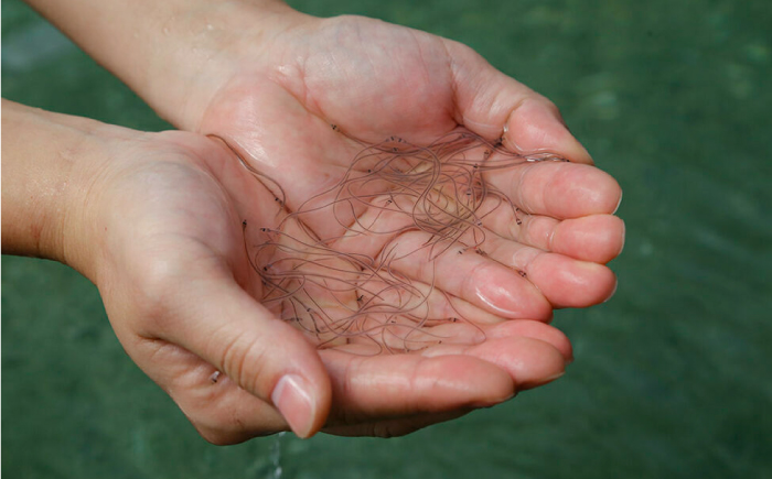 【3回定期便】極上国産うなぎ四万十桜 蒲焼き2尾 たっぷり大サイズ / 国産 高知 四万十 うなぎ ウナギ 鰻 蒲焼き うな重 惣菜 贅沢 【有限会社もりた】 [ATHE005]