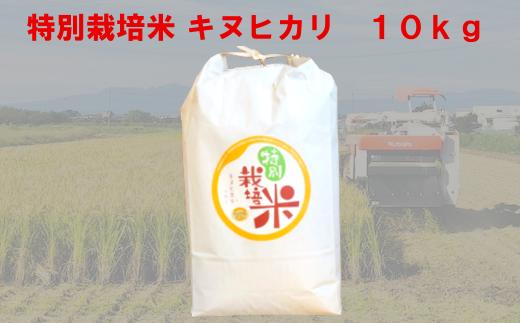 
特別栽培米　キヌヒカリ　10kg　【11218-0221】
