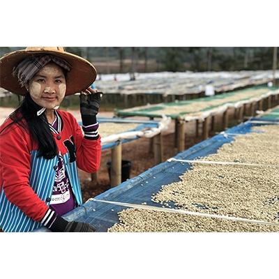ふるさと納税 富士吉田市 フェアトレードコーヒー豆250g×2種計500g ミャンマー&東ティモールSDgs富士山の湧き水珈琲 |  | 02