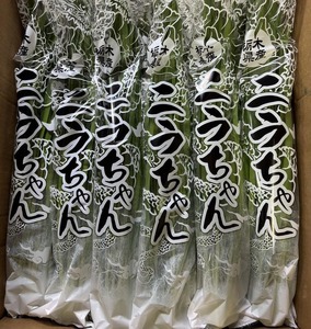 栃木県産こだわりニラ100g×100束 ｜ さくら市 にら 韮 野菜 国産