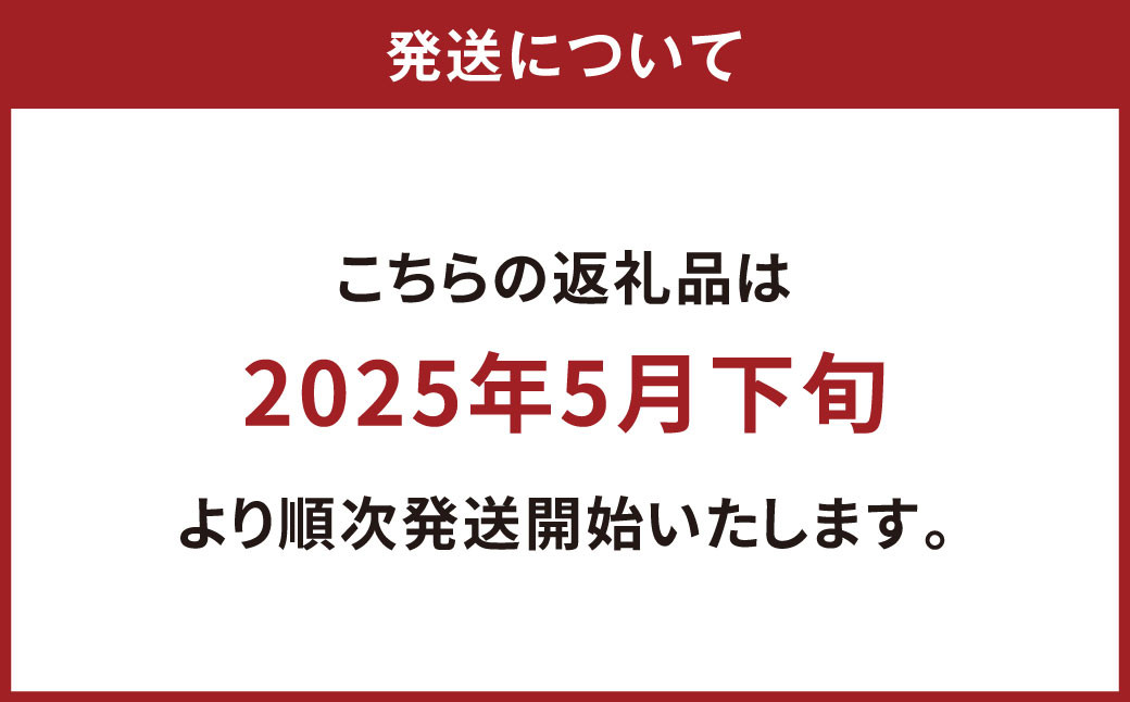 【数量限定】アボカド 苗木 Aタイプ
