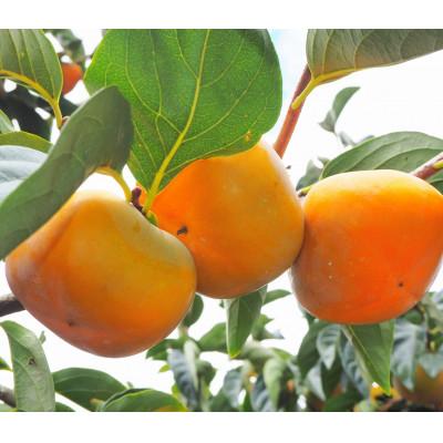 ふるさと納税 橋本市 【先行受付　2026年秋順次発送】秋の味覚のたねなし柿(3Lサイズ　10〜12個) |  | 03