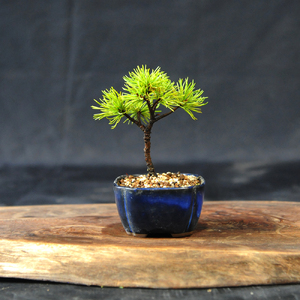 赤石の泉 赤石五葉松（鉢植え） F-153