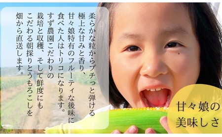 【先行予約】数量限定！リピーター続出！！とうもろこし★甘々娘★  おすすめ コーン トウモロコシ かんかんむすめ 採れたて 新鮮 野菜 健康 ヘルシー 人気 厳選 袋井市 フルーツコーン 静岡県