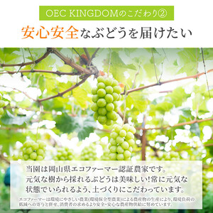 ぶどう 2024年 先行予約 ［ご家庭用］ シャイン マスカット 2房（合計1kg以上）  ブドウ 葡萄  岡山県産 国産 フルーツ 果物 OEC KINGDOM ぶどう家