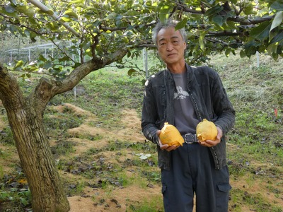 【2026年 先行予約】二十世紀梨 5kg｜鳥取 東光園 梨 2026年収穫後 2026年8月下旬から順次発送【41053】