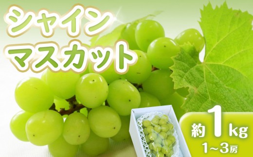 
                  シャインマスカット 1kg　(1～3房)【香川県産 大粒 種なし 葡萄 ぶどう フルーツ 国産】
                