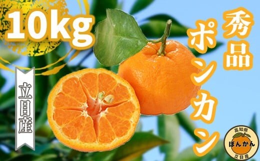 【早期予約開始】 2026年1月中旬より順次発送 ポンカン 立目 秀品 贈答用 10kg サイズ混合 冬 フルーツ 果物 立目産 ブランド 柑橘 2026年 収穫分 蜜柑 みかん ギフト 贈答 プレゼント 高知県 須崎市 TMS006