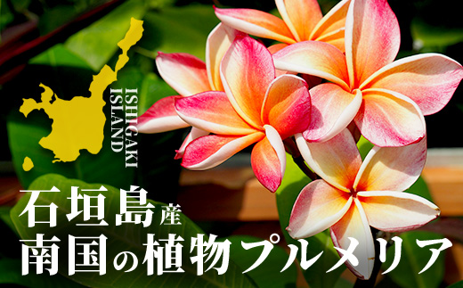 石垣島産 プルメリア苗木1本(50〜60cm) NE-5