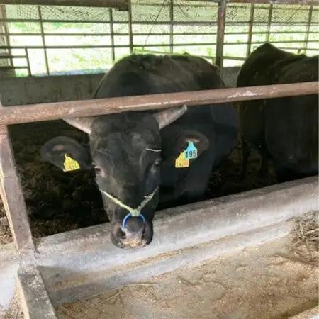 【毎月定期便】【小町の里・幸牛】黒毛和牛すき焼き肉 450g全3回【配送不可地域：離島】【4068758】