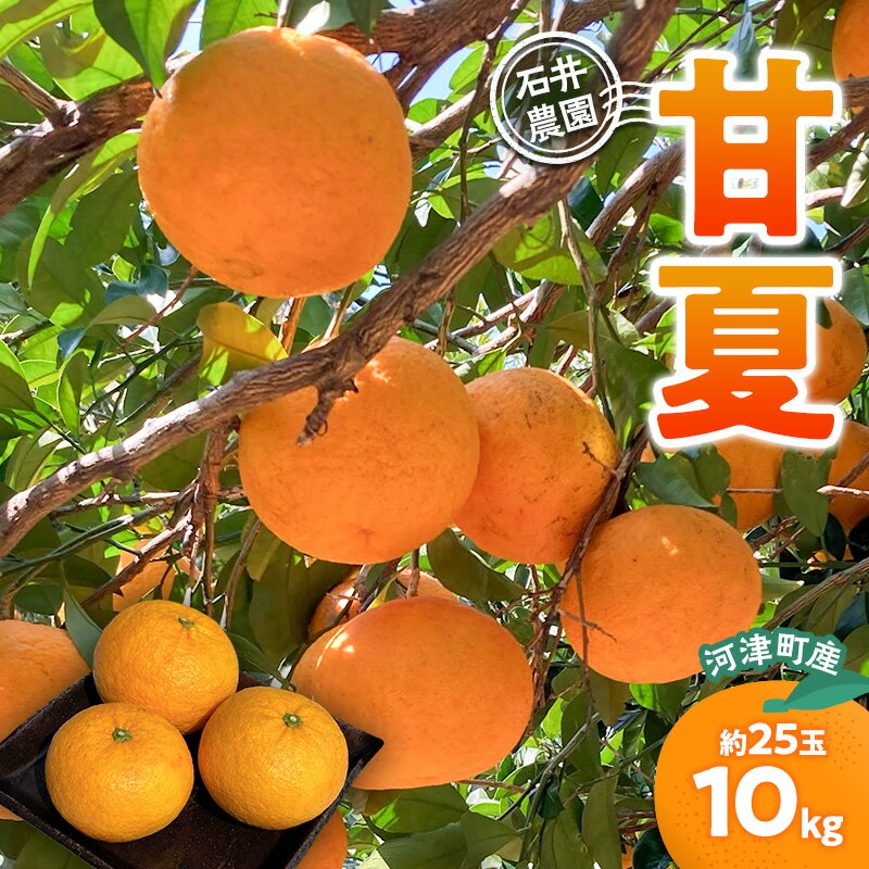【ふるさと納税】甘夏 10kg 柑橘 かんきつ みかん あまなつ 旬の果物 フルーツ 果実 果物 くだもの 河津町 静岡県　お届け：2026年4月1日～6月30日まで
