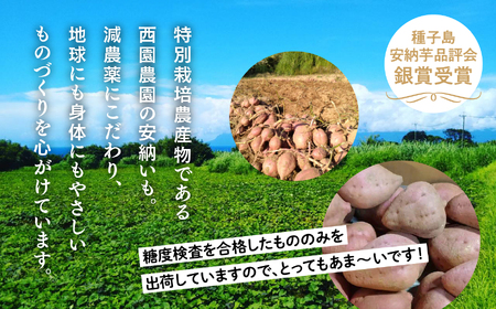【先行予約】 種子島 安納いも 5kg 人気 種子島産 返礼品 南種子町 鹿児島 かごしま 【10月発送予定】【のっちーよ種子島】