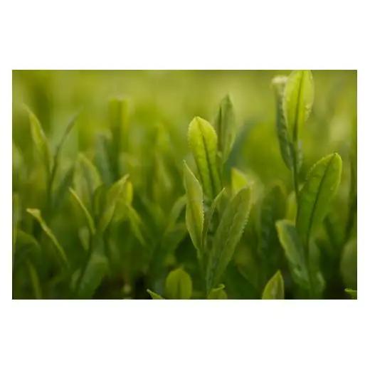 【黄綬褒章受章】有機 ほうじ茶 入り 健康茶 【茶の間】 お茶 茶葉 人気