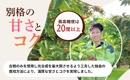 【高級贈答用】長生き次郎柿「長寿郎（ちょうじゅろう）」4Lサイズ 1.8kg 6玉入り 
柿 かき 果物 くだもの フルーツ 旬の果物 旬のフルーツ 秋の味覚 次郎柿 ギフト 贈り物 プレゼント 個包