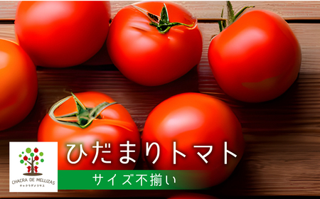 《先行予約》サイズ 不揃い トマト 1.7kg 訳あり トマト[GH003-26]