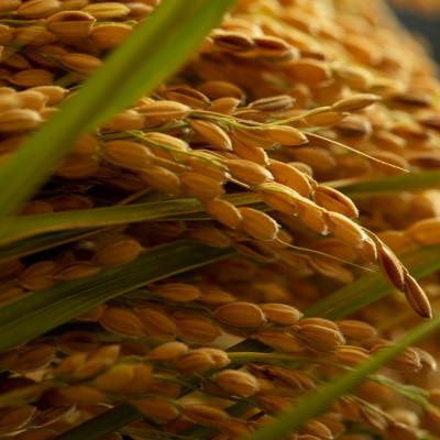 ふるさと納税 与謝野町 令和7年産米　京都府与謝野町産コシヒカリ 精米5kg　【山口農園】ベテラン農家こだわりの特別栽培米 |  | 01