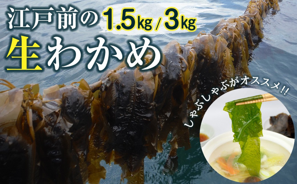 
                  新富津のワカメ（生）1.5kg 3kg 選べる　ワカメ 生 冷蔵便 期間限定 季節限定 新富津漁業協同組合 本州限定 千葉県産 江戸前 産地直送 海藻 海産物 養殖 おすすめ しゃぶしゃぶ 味噌汁 炒め物 煮物 酢の物 ラーメン そば うどん 麺類 サラダ 東京湾 千葉県 富津市
                