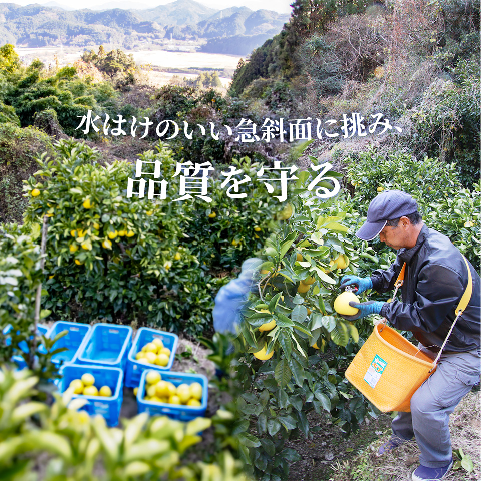 ＜2027年2月～3月ごろ発送予定＞土佐文旦 【5kg】 サイズ混合 果実 果物 柑橘 フルーツ