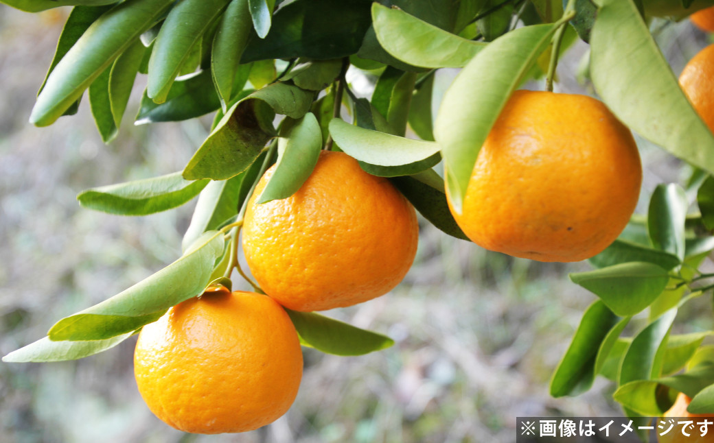 ポンカン 約5kg  柑橘 みかん ミカン 蜜柑 果物 フルーツ デザート 【2025年2月上旬-3月下旬発送予定】