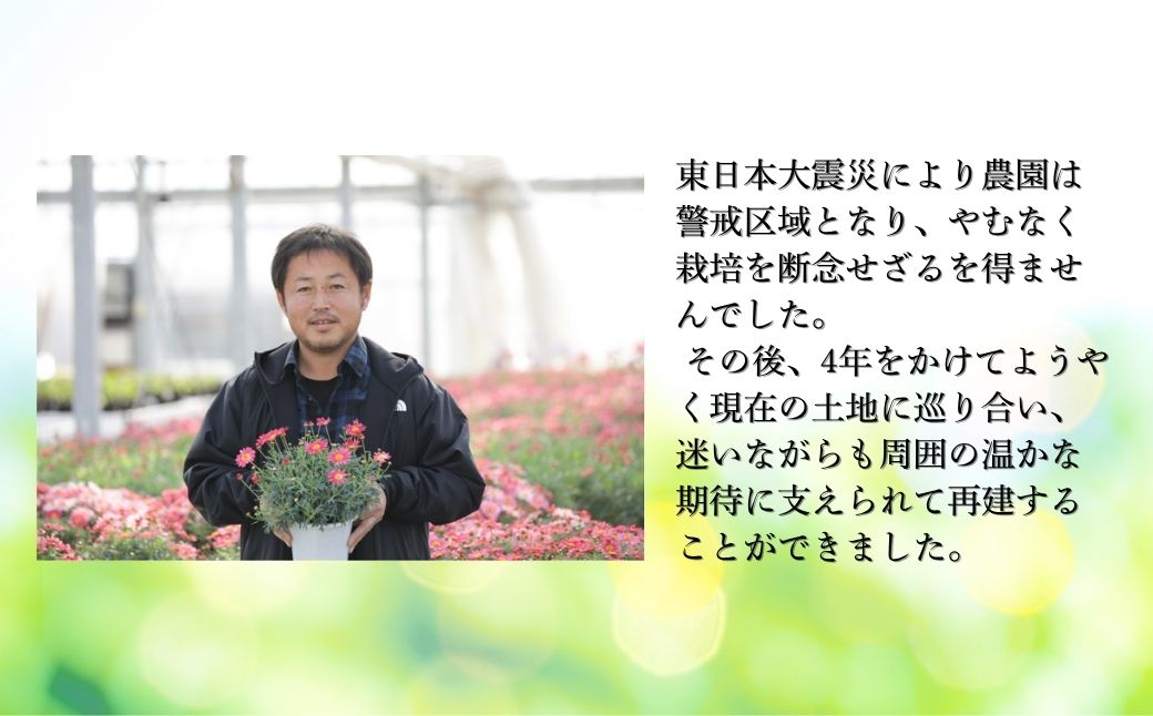 【2026年 先行予約】シクラメン プルマージュ 5号 | 花ギフト 花苗 鉢植え aj006-aa