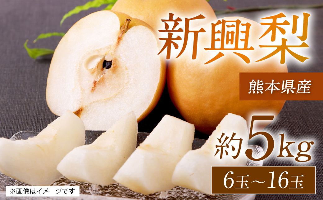 【先行予約】 熊本県産 新興梨 サイズミックス 約5kg 6玉～16玉 【2025年9月下旬より順次発送】