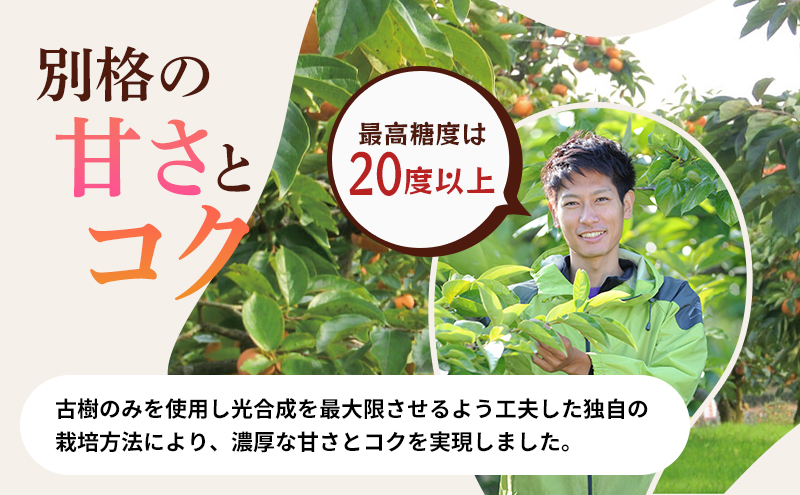 テルの次郎柿 2L 1.5kg 6玉 贈答用 11月中旬より順次発送 柿 果物 フルーツ 旬の果物 旬のフルーツ 秋の味覚 次郎柿 ギフト 贈り物 プレゼント デザート 個包装 静岡 静岡県 浜松市 