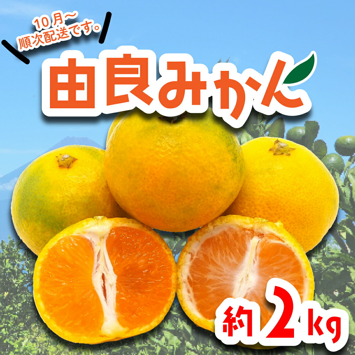 【ふるさと納税】 由良 みかん 約2kg 果物 フルーツ 西浦 蜜柑 柑橘 オレンジ 国産