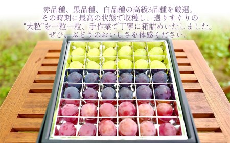 【令和6年先行予約】最高級 ぶどう ギフトボックス【大】36粒入 高級3品種 詰合せ（手詰め）　カラフルぶどう園