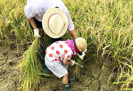 【先着20組限定】令和８年度 大山千枚田『棚田トラスト制度』参加権利　[0107-0001]