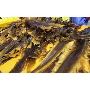 羅臼昆布　だし用10袋セット(40g×10袋) 小分け｜ 昆布　北海道