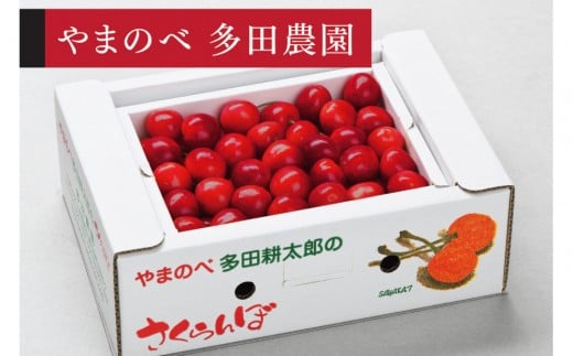 ＜先行予約＞【山形美人】バラ詰 L～2L 500g【やまのべ多田耕太郎のさくらんぼ 多田農園】