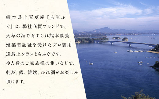 とらふぐフルコース【極】吉宝ふぐ(40cm赤絵皿全盛り・8～10人前、白子、唐揚げセット)