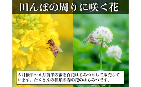 はちみつレンゲ 1本 240g 百花 1本 300g 蜂蜜