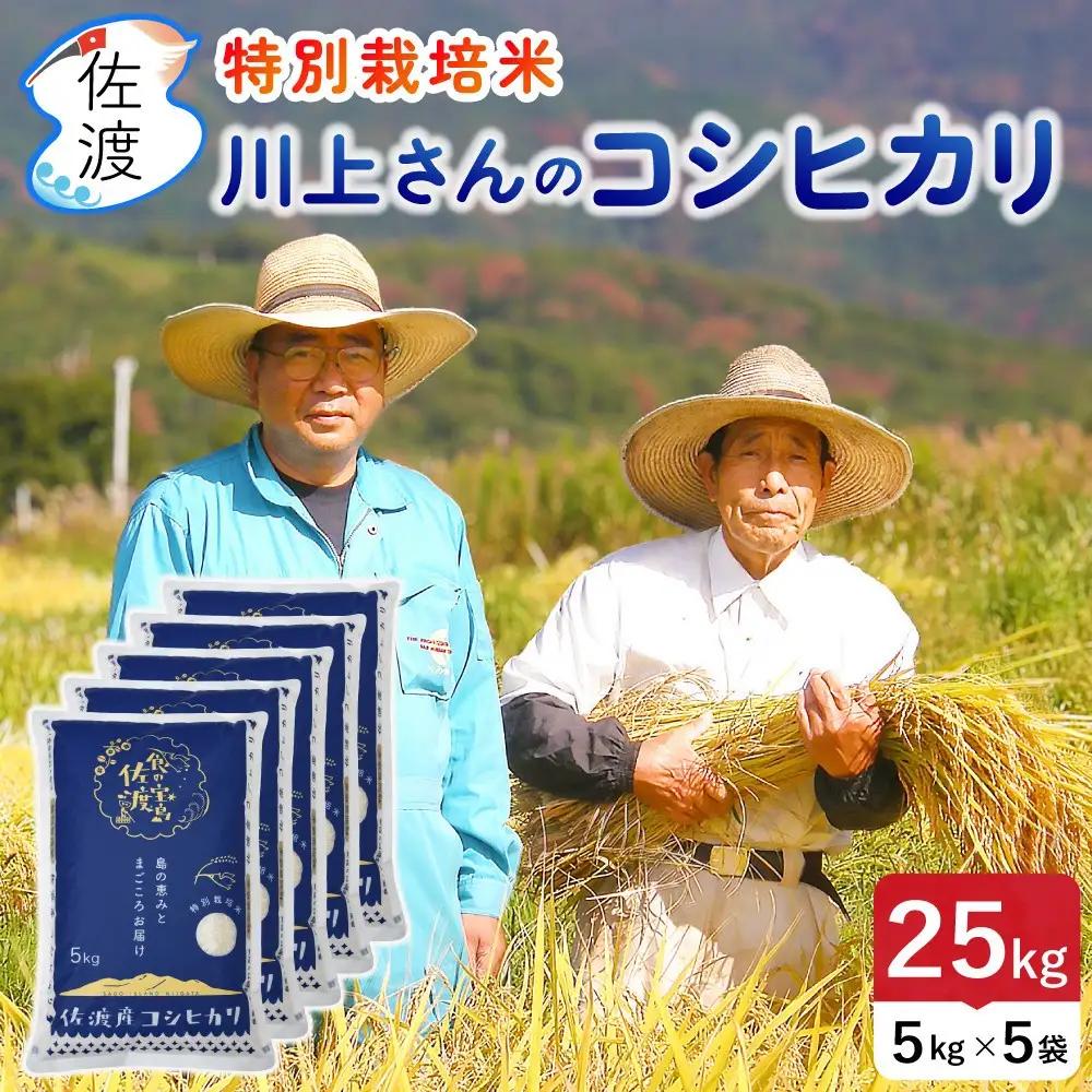 コシヒカリ 無洗米 25kg 令和7年産 川上さんのコシヒカリ | 新潟県 佐渡市 195962-1127