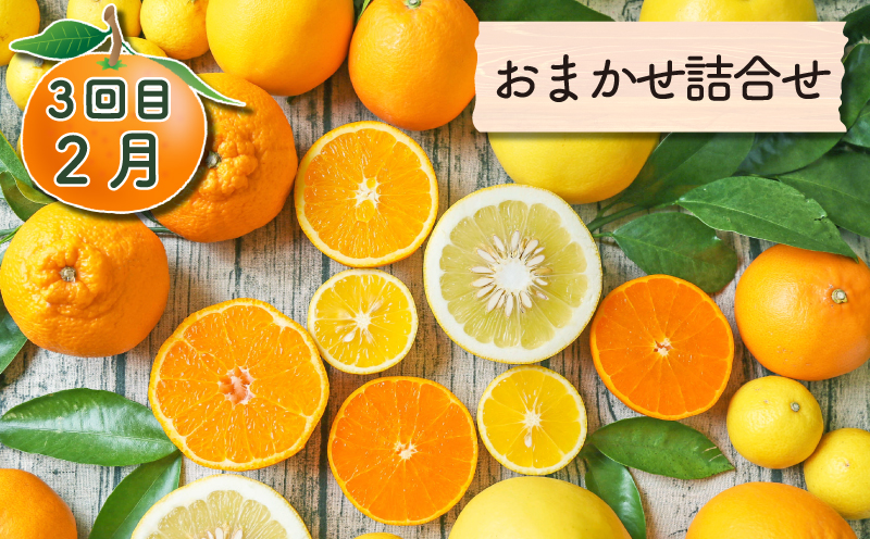 旬の柑橘 定期便 全4回 愛果28号 ポンカン ダイヤオレンジ 黄金柑 フレッシュつちやま  果物 フルーツ 柑橘 みかん 農家直送 産地直送 数量限定 国産 愛媛 宇和島 B048-096021