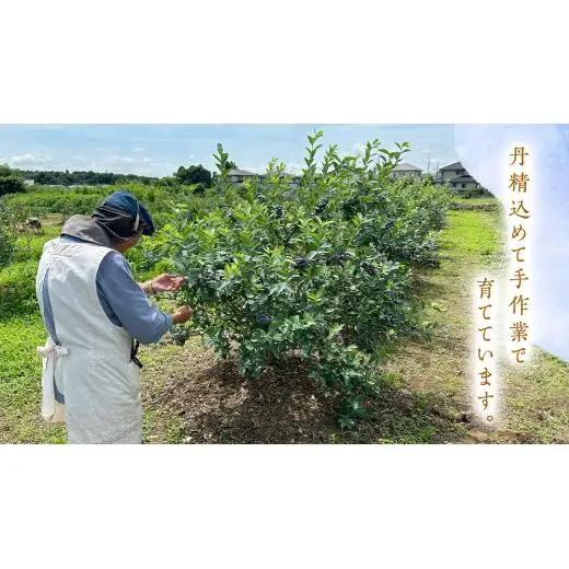 ≪先行予約≫【 訳あり 】 朝採れ 完熟 ブルーベリー 1050g ( 350g × 3パック ) 【 2026年 7月中旬頃より発送開始 】