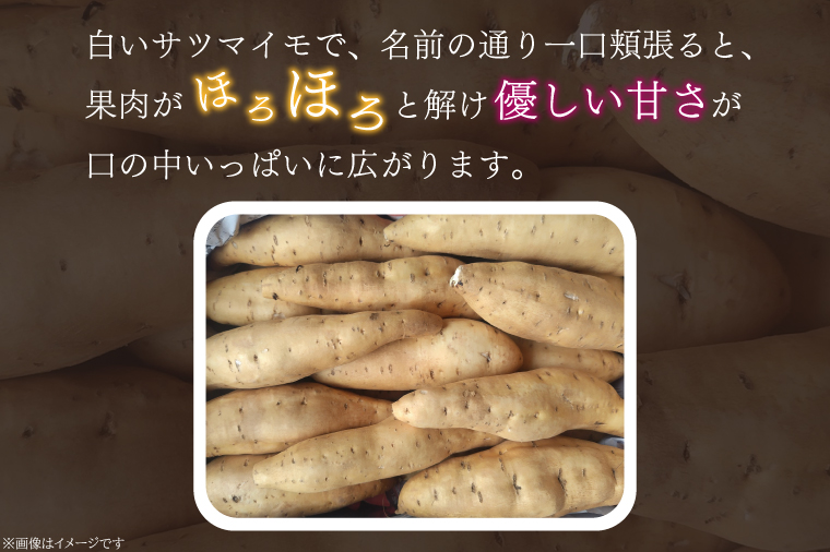 【2025年11月より順次発送】2025年度産 さつまいも しろほろり 約2kg｜さつまいも 芋 お芋 しろほろり 渋谷農園 先行予約 茨城県 行方市(BZ-60)