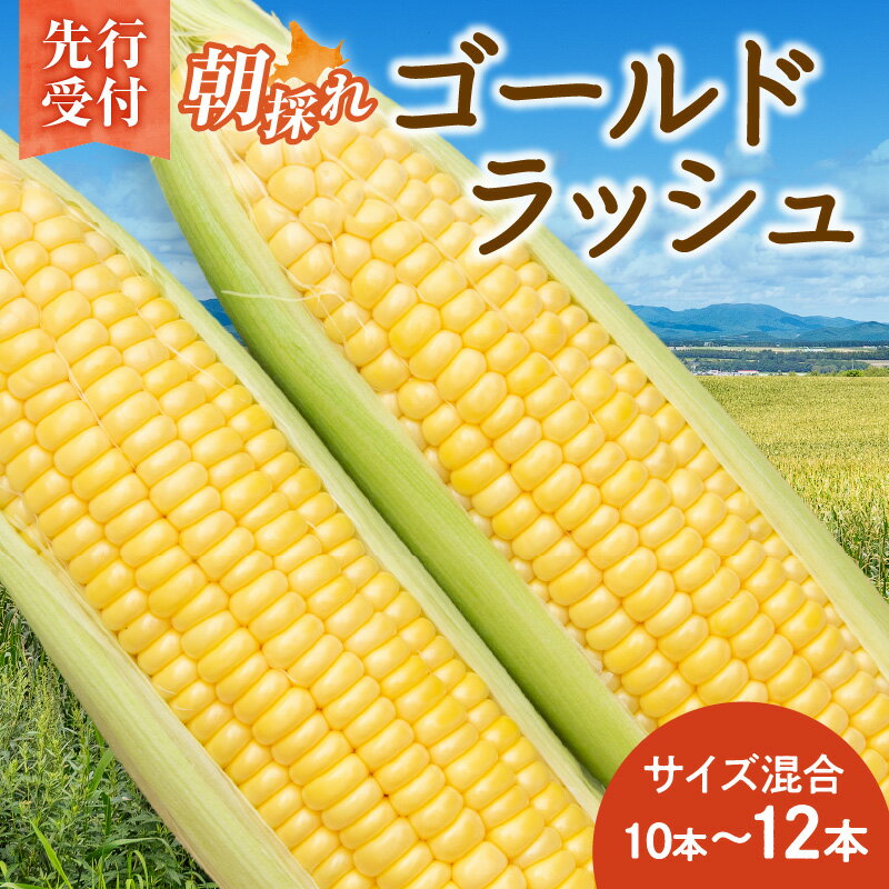 【ふるさと納税】【2026年8月～発送開始！】北海道十勝清水町産 黄金の甘さ ゴールドラッシュ！サイズ混合 10～12本 極甘とうもろこし 北海道十勝 清水町産 2026年 フルーツのような甘さ 産直 産地直送 ジューシー プリッとはじける食感 濃厚な甘さ 北海道 清水町 送料無料