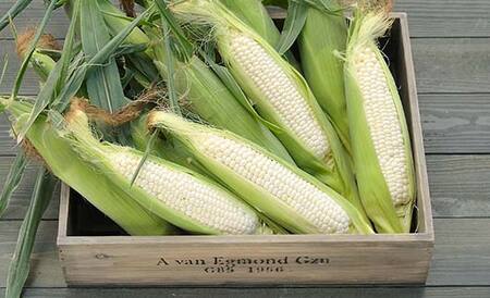 北海道産 とうもろこし 令和8年発送 ピュアホワイト6本 とうきび スイートコーン 南幌町 NP1-178