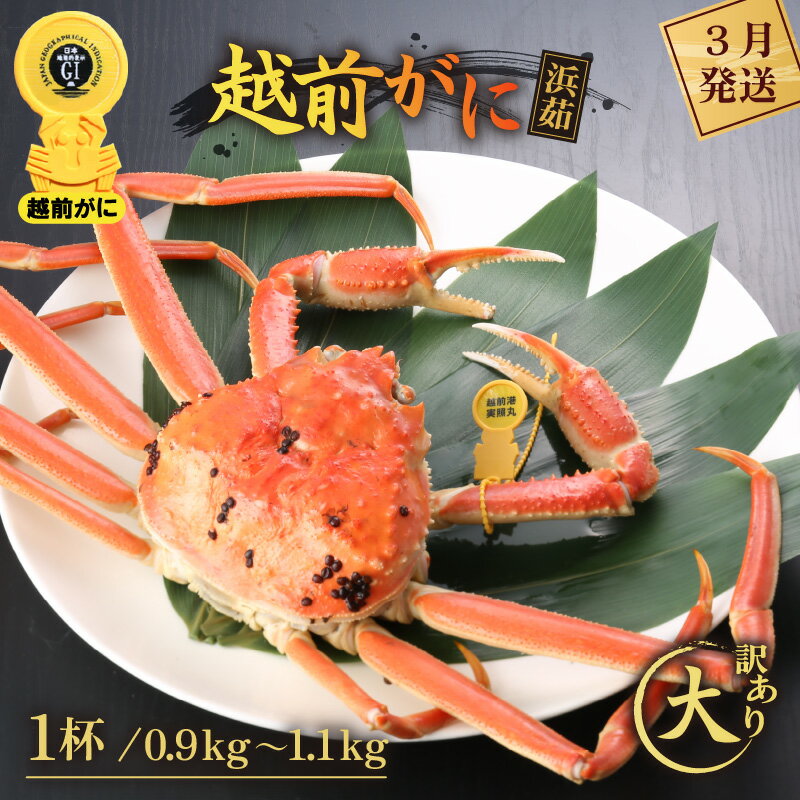 【ふるさと納税】【訳あり】≪浜茹で≫越前がに 大サイズ（生で0.9〜1.1kg） × 1杯【雄 ズワイガニ 越前ガニ 姿 ボイル 冷蔵 かに カニ 蟹 福井県】【3月発送分】希望日指定可 備考欄に希望日をご記入ください [e43-x002_03]