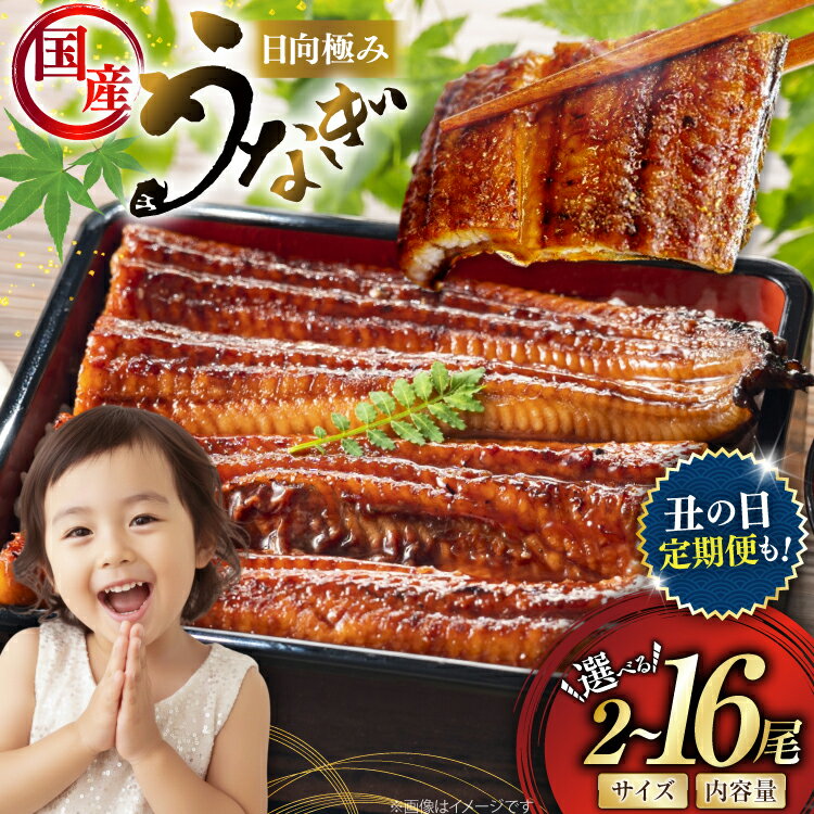 【ふるさと納税】 レビューキャンペーン うなぎ 選べる発送内容 2尾 240g以上 300g 以上 or 4尾 定期便 【たれ・山椒付き】 国産 日向極み うなぎ蒲焼 [日向サンパーク 宮崎県 日向市 452061646] ギフト 小分け 真空パック 鰻 ウナギ うなぎの蒲焼 蒲焼