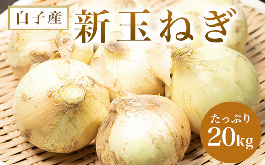 【令和７年の先行予約】数量限定　白子産 新玉ねぎ 20kg   ふるさと納税 たまねぎ 玉ねぎ 白子玉ねぎ スライス サラダ 健康 味噌汁 数量限定 先行予約 令和7年発送 2025年発送 千葉県 白子町 送料無料 SHAH001