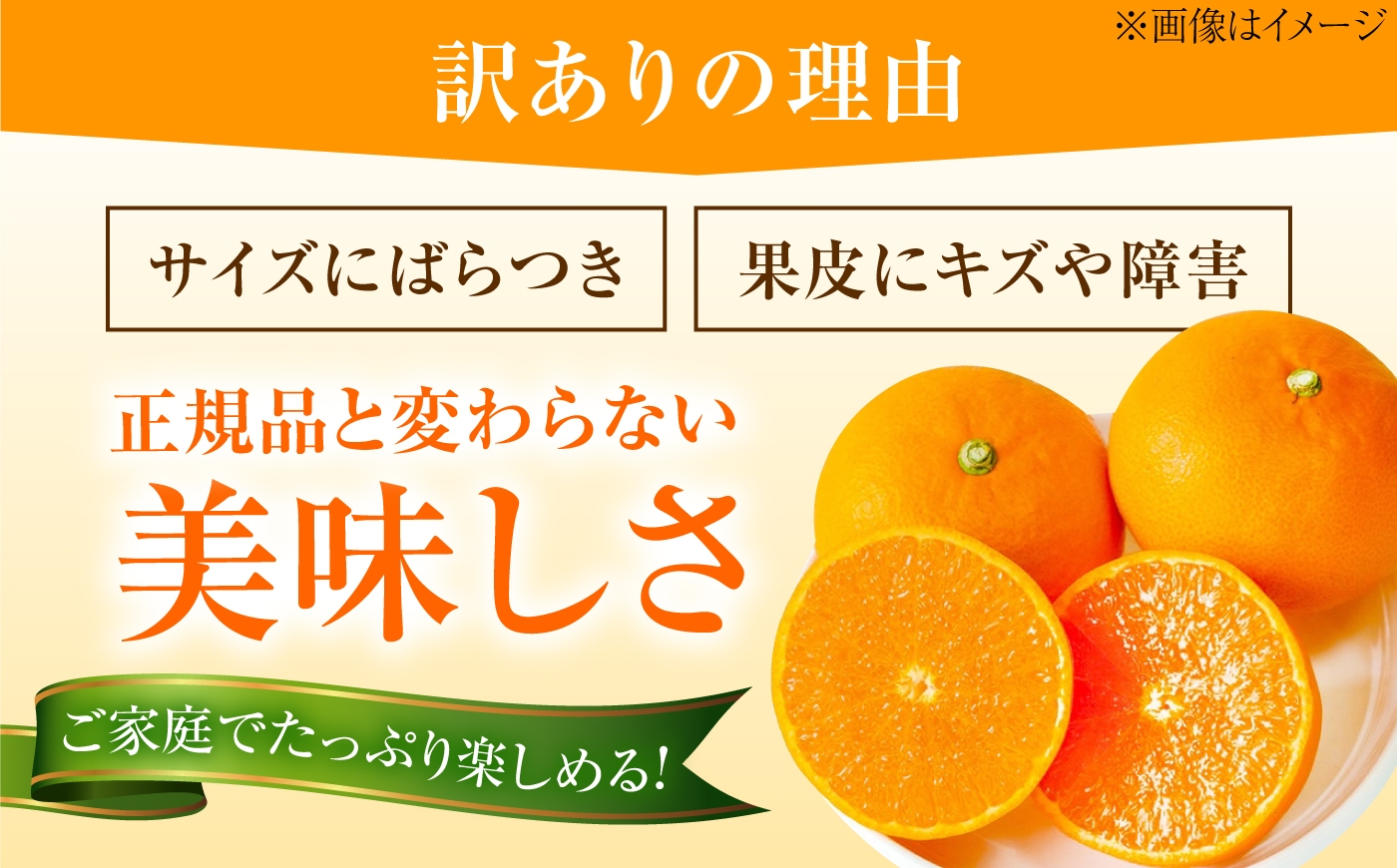 柑橘 愛果28号 訳あり 訳アリ 5kg キズあり サイズいろいろ　愛媛