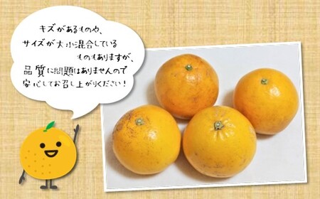 訳あり 河内晩柑 約 5kg