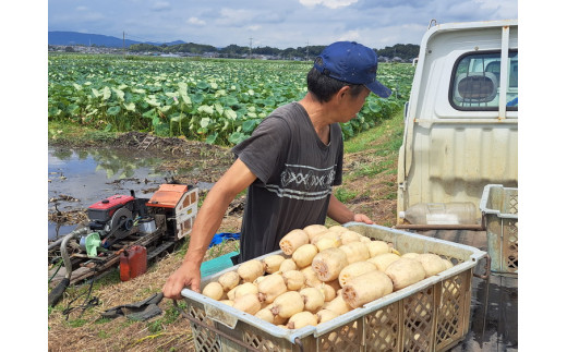 【先行予約】レンコン 2kg ◇ ｜ 収穫仕立て 産地直送 れんこん 蓮根 蓮 甘み シャキシャキ 茨城県 土浦市産 ※2026年9月～発送